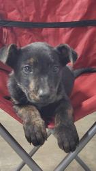 Shelter Stray Female Dog last seen Near MORNINGSIDE RD PICKENS, SC 29671, PICKENS COUNTY, SC, 193 County Farm Rd, Pickens, SC 29671, USA