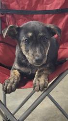 Shelter Stray Female Dog last seen Near MORNINGSIDE RD PICKENS, SC 29671, PICKENS COUNTY, SC, 193 County Farm Rd, Pickens, SC 29671, USA