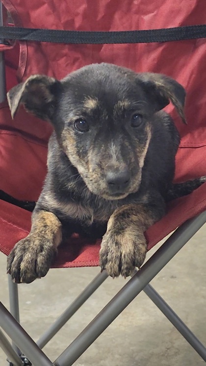 Shelter Stray Female Dog last seen Near MORNINGSIDE RD PICKENS, SC 29671, PICKENS COUNTY, SC, 193 County Farm Rd, Pickens, SC 29671, USA