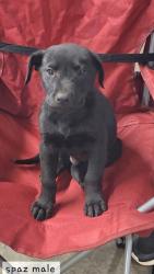Shelter Stray Male Dog last seen Near MORNINGSIDE RD PICKENS, SC 29671, PICKENS COUNTY, SC, 193 County Farm Rd, Pickens, SC 29671, USA