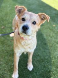 Shelter Stray Male Dog last seen Tryon Court House Rd&Mauney Farm Rd, County/Unicorporated, NC, 1491 Business Park Ct, Gastonia, NC 28052, USA