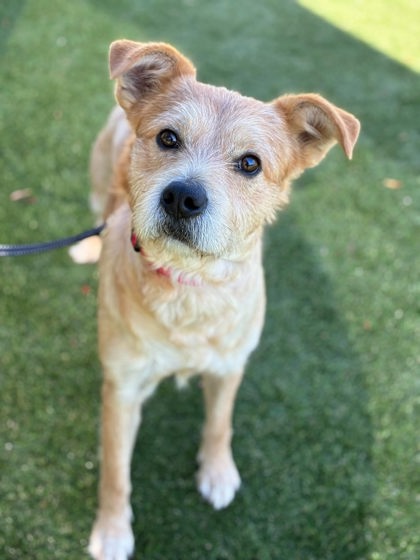 Shelter Stray Male Dog last seen Tryon Court House Rd&Mauney Farm Rd, County/Unicorporated, NC, 1491 Business Park Ct, Gastonia, NC 28052, USA