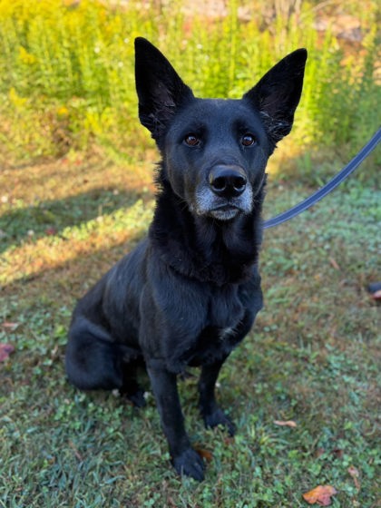Shelter Stray Female Dog last seen Near Market St, County/Unicorporated, NC, 1491 Business Park Ct, Gastonia, NC 28052, USA