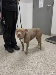 Shelter Stray Female Dog last seen Crowders Mountain, County/Unicorporated, NC, 1491 Business Park Ct, Gastonia, NC 28052, USA