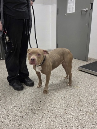 Shelter Stray Female Dog last seen Crowders Mountain, County/Unicorporated, NC, 1491 Business Park Ct, Gastonia, NC 28052, USA