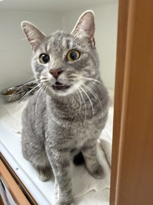 Shelter Stray Unknown Cat last seen Alexandria, VA 22310 Mary Caroline Cir & ErickaAve, Fairfax County, VA, 4500 West Ox Rd, Fairfax, VA 22030, USA