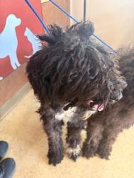 Shelter Stray Female Dog last seen Laurel Dr near Briarwood Park, Desoto, TX, 1150 E Pleasant Run Rd, Cedar Hill, TX 75104, USA