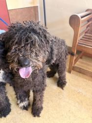Shelter Stray Male Dog last seen Laurel Dr near Briarwood Park, Desoto, TX, 1150 E Pleasant Run Rd, Cedar Hill, TX 75104, USA