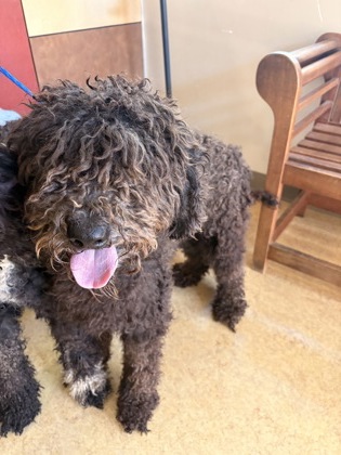 Shelter Stray Male Dog last seen Laurel Dr near Briarwood Park, Desoto, TX, 1150 E Pleasant Run Rd, Cedar Hill, TX 75104, USA