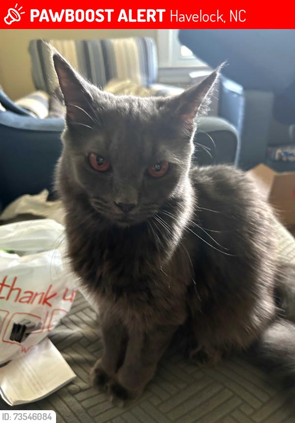 Lost Male Cat last seen Ketner Heights, Havelock, NC 28532