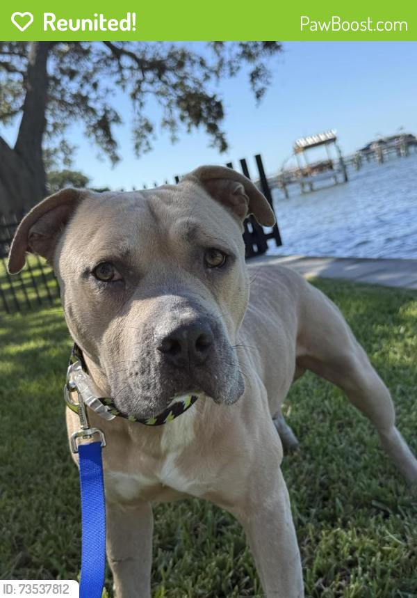 Reunited Male Dog last seen N Fort Harrison Ave near Clearwater Brewing Company, Clearwater, FL 33755