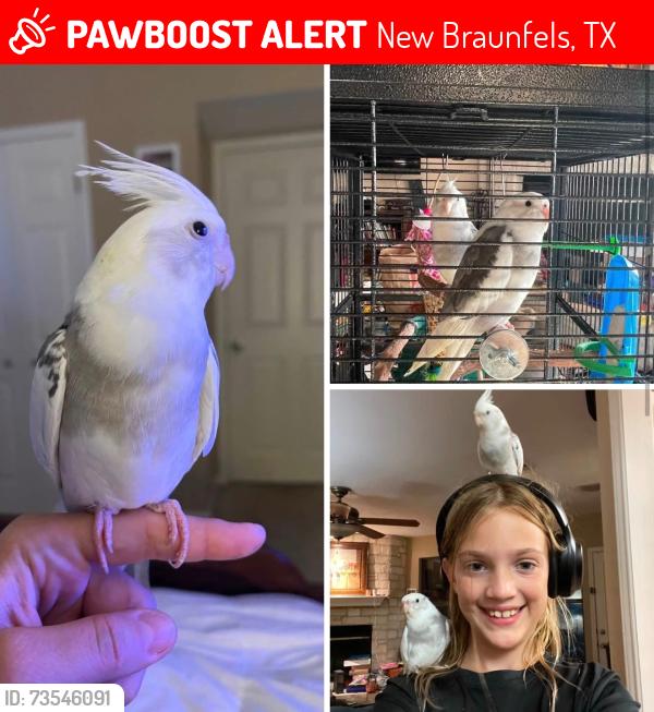 Lost Male Bird last seen Hoffmann, New Braunfels, TX 78132