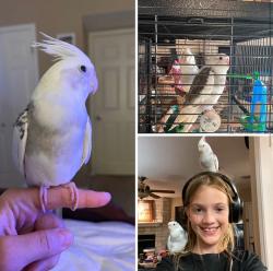 Lost Male Bird last seen Hoffmann, New Braunfels, TX 78132