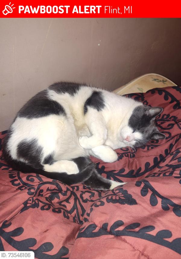 Lost Male Cat last seen Dort Highway and Lapeer Rd, Flint, MI 48503