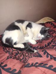 Lost Male Cat last seen Dort Highway and Lapeer Rd, Flint, MI 48503