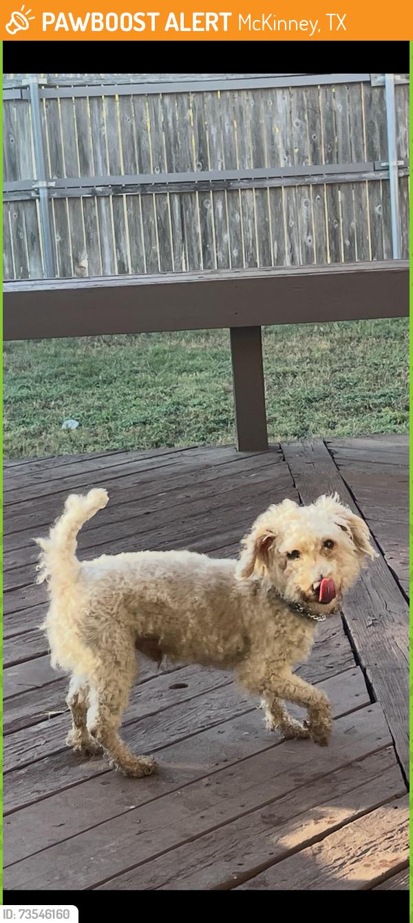 Found/Stray Male Dog last seen Winsor Meadows at Westridge, McKinney, TX 75072