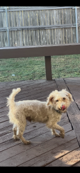Found/Stray Male Dog last seen Winsor Meadows at Westridge, McKinney, TX 75072