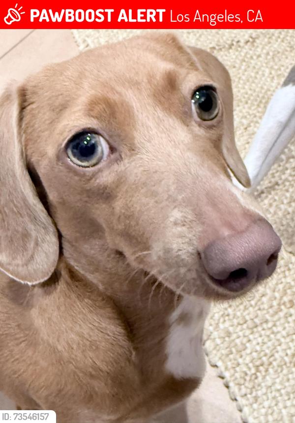 Lost Female Dog last seen druid and richlieu, Los Angeles, CA 90032