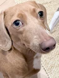 Lost Female Dog last seen druid and richlieu, Los Angeles, CA 90032