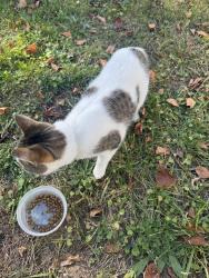 Found/Stray Unknown Cat last seen Fuller, Grand Rapids, MI 49505