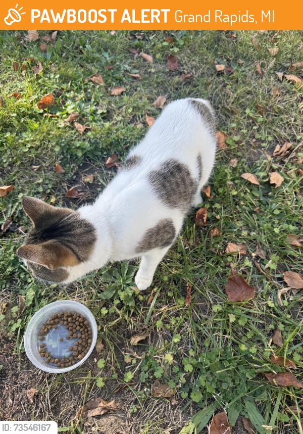 Found/Stray Unknown Cat last seen Fuller, Grand Rapids, MI 49505