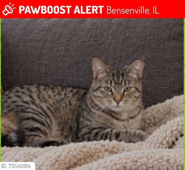 Lost Female Cat last seen near west ave, Bensenville, IL 60106