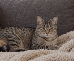 Lost Female Cat last seen near west ave, Bensenville, IL 60106