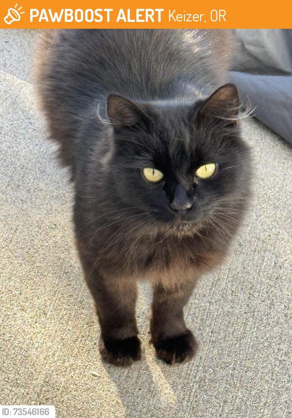 Found/Stray Unknown Cat last seen Chemawa and Walsh way, Keizer, OR 97303