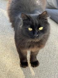 Found/Stray Unknown Cat last seen Chemawa and Walsh way, Keizer, OR 97303