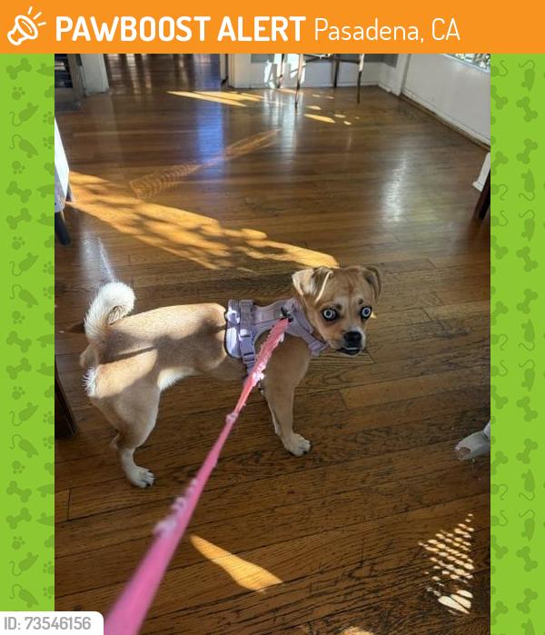 Found/Stray Female Dog last seen Arden Avenue and Mentor Avenue, Pasadena, CA 91106