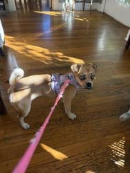 Found/Stray Female Dog last seen Arden Avenue and Mentor Avenue, Pasadena, CA 91106