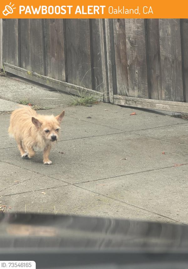 Found/Stray Male Dog last seen 82nd ave and McArthur, Oakland, CA 94605