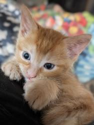 Shelter Stray Male Cat last seen NE 238th Dr & NE Halsey St, TROUTDALE, OR, 97060, 1700 W Historic Columbia River Hwy, Troutdale, OR 97060, USA
