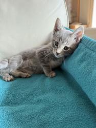Shelter Stray Male Cat last seen SE Stark Street, OR, 1700 W Historic Columbia River Hwy, Troutdale, OR 97060, USA