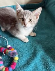 Shelter Stray Female Cat last seen SE Stark Street, OR, 1700 W Historic Columbia River Hwy, Troutdale, OR 97060, USA
