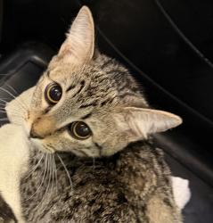 Shelter Stray Male Cat last seen Tarbox St, San Diego, CA, 92114, 5500 Gaines St, San Diego, CA 92110, USA