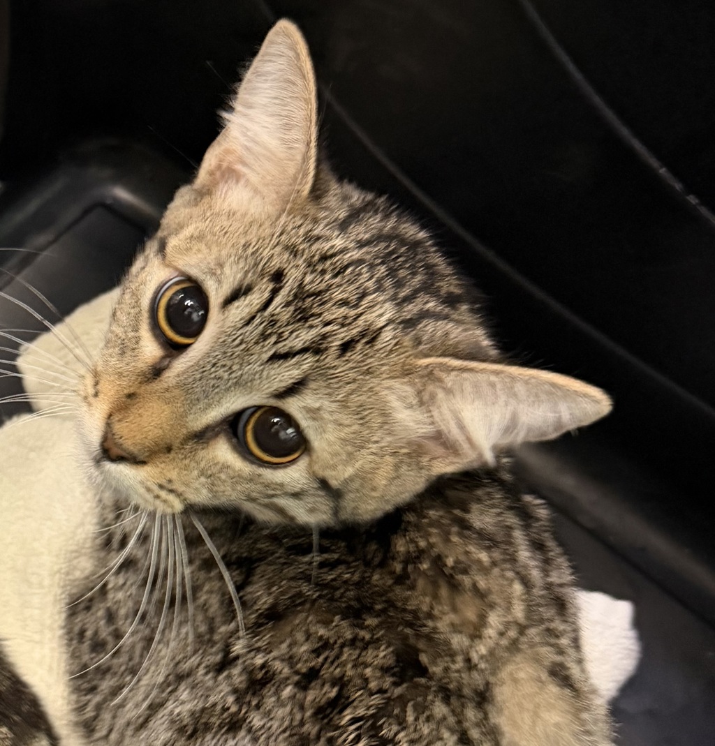 Shelter Stray Male Cat last seen Tarbox St, San Diego, CA, 92114, 5500 Gaines St, San Diego, CA 92110, USA