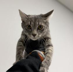 Shelter Stray Male Cat last seen Tarbox St, San Diego, CA, 92114, 5500 Gaines St, San Diego, CA 92110, USA