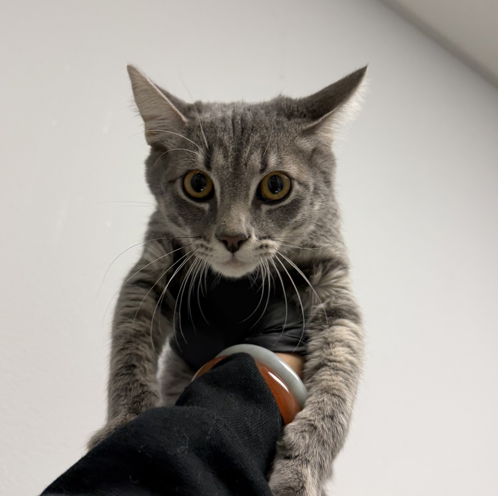 Shelter Stray Male Cat last seen Tarbox St, San Diego, CA, 92114, 5500 Gaines St, San Diego, CA 92110, USA