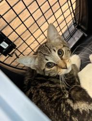 Shelter Stray Male Cat last seen Tarbox St, San Diego, CA, 92114, 5500 Gaines St, San Diego, CA 92110, USA