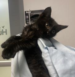 Shelter Stray Female Cat last seen Genesee Avenue, San Diego, CA, 92111, 5500 Gaines St, San Diego, CA 92110, USA
