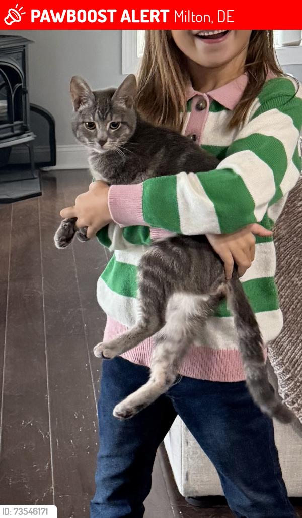 Lost Female Cat last seen Hartschorn Dr, Milton, DE 19968