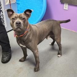 Shelter Stray Male Dog last seen Near S 500 W, MURRAY CITY, UT, 84123, 511 W 3900 S, Salt Lake City, UT 84123, USA