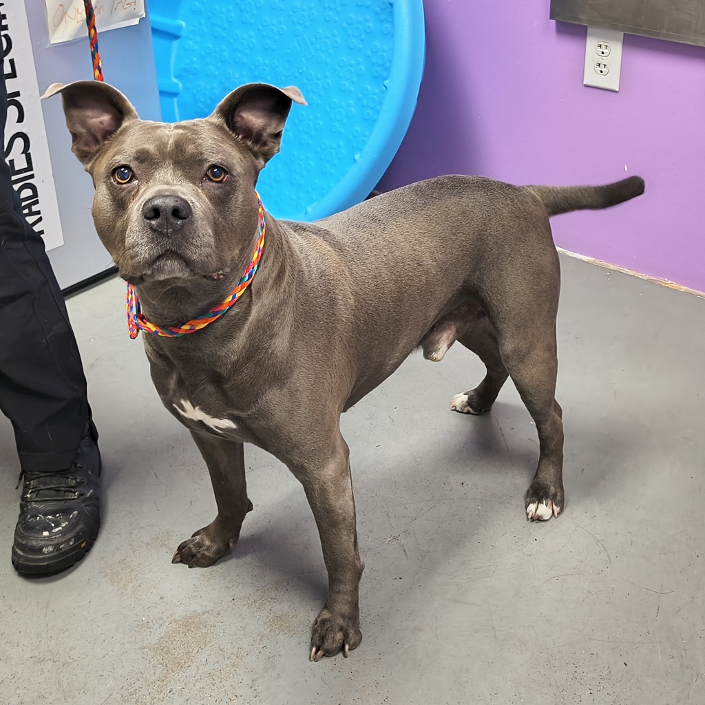 Shelter Stray Male Dog last seen Near S 500 W, MURRAY CITY, UT, 84123, 511 W 3900 S, Salt Lake City, UT 84123, USA