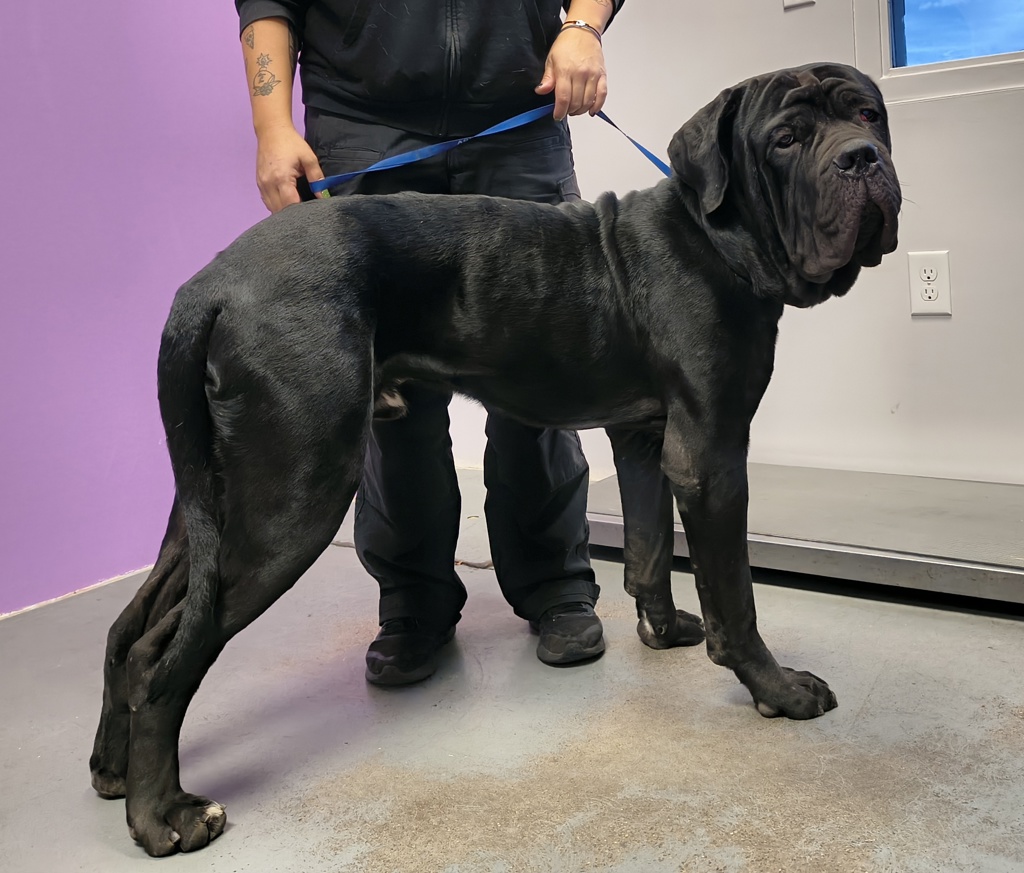 Shelter Stray Male Dog last seen Near W North Temple Street, SALT LAKE CITY, UT, 84106, 511 W 3900 S, Salt Lake City, UT 84123, USA