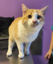 Shelter Stray Male Cat last seen Near S Mission Road, SALT LAKE CITY, UT, 84104, 511 W 3900 S, Salt Lake City, UT 84123, USA