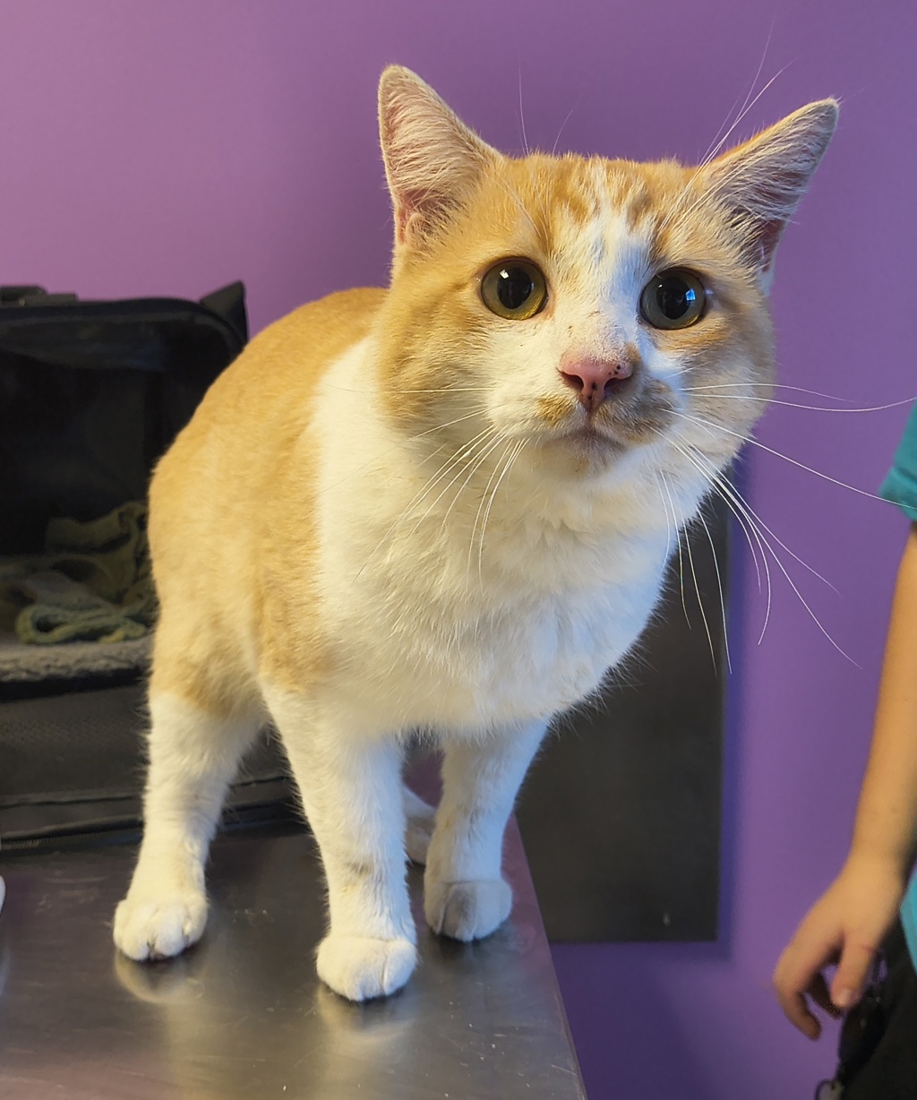Shelter Stray Male Cat last seen Near S Mission Road, SALT LAKE CITY, UT, 84104, 511 W 3900 S, Salt Lake City, UT 84123, USA