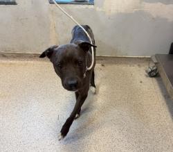 Shelter Stray Female Dog last seen Near Washington Avenue, BRONX, NY, 10451, 326 E 110th St, New York, NY 10029, USA
