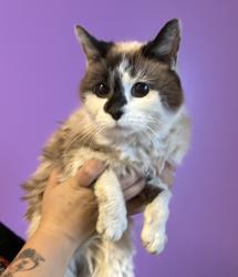Shelter Stray Female Cat last seen Near S Hardman Cove, Magna Township, UT, 84044, 511 W 3900 S, Salt Lake City, UT 84123, USA