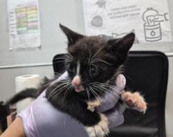 Shelter Stray Female Cat last seen Mermaid Ave, BROOKLYN, NY, 11224, 326 E 110th St, New York, NY 10029, USA